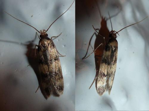 Réf. 183 464 : Oegoconia caradjai